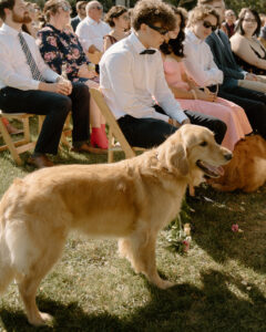 Outdoor backyard wedding ceremony guests seated in wooden chairs with golden retriever dog walking the aisle