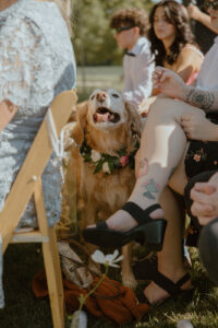 Golden retriever with floral collar sitting happily between guests at outdoor backyard wedding ceremony